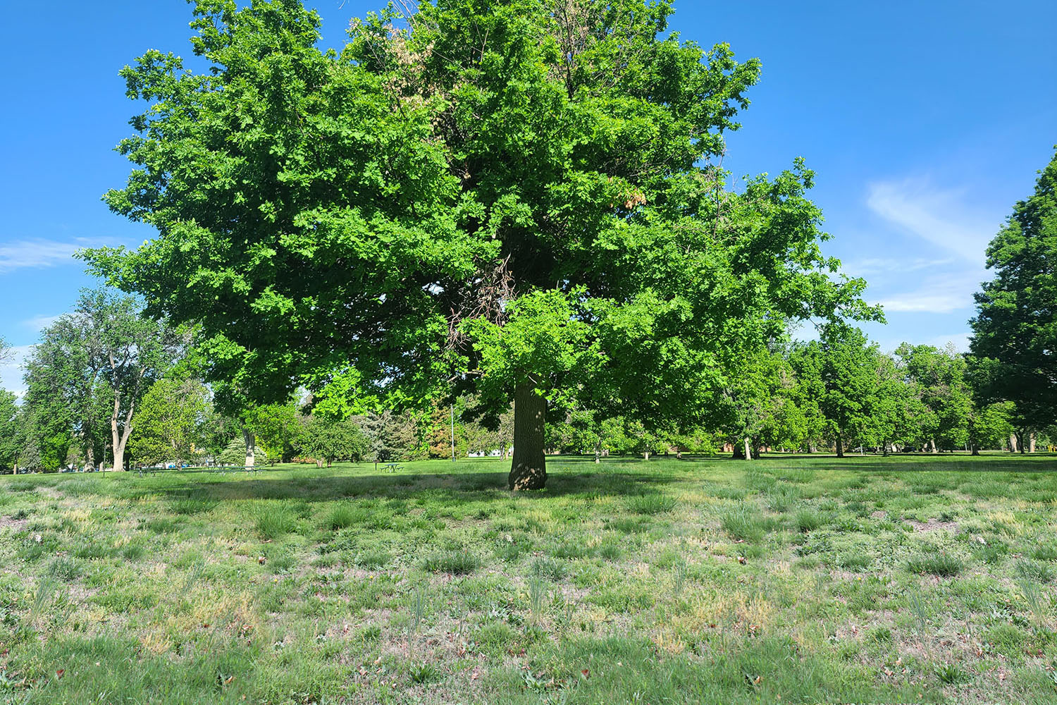 Left Image